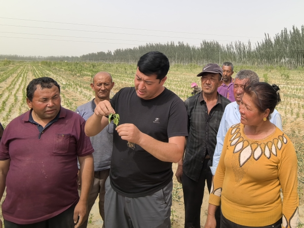 荒滩变“金滩”！策勒县民航村千亩朝天椒在荒漠地试种成功