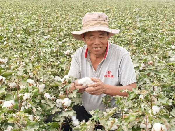 策勒县2万亩棉花喜迎吐絮期 丰收在望