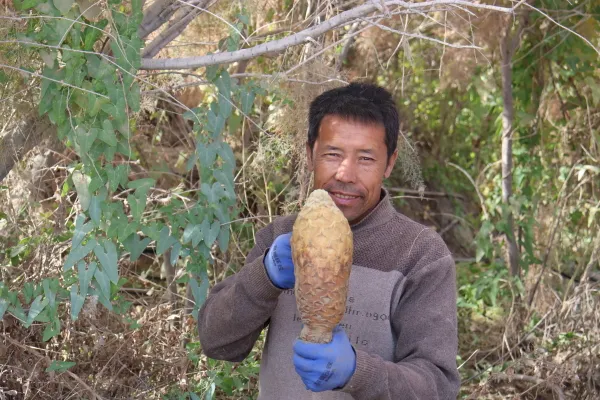 【聚焦高质量发展】新疆大芸迎丰收季：生态效益与富民成果双丰收