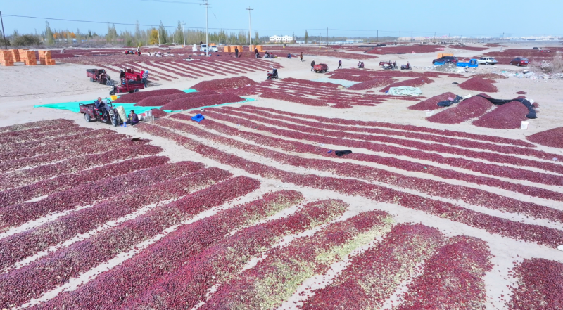 和田红枣迎丰收 戈壁 “晒秋”庆丰年