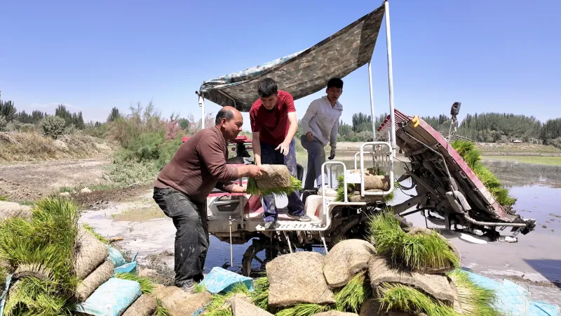 荒地变良田！策勒县高海拔盐碱地水稻扩面开播