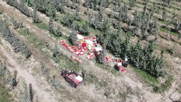 策勒县：三千亩圆黄梨喜丰收 特色林果铺就长效增收振兴路