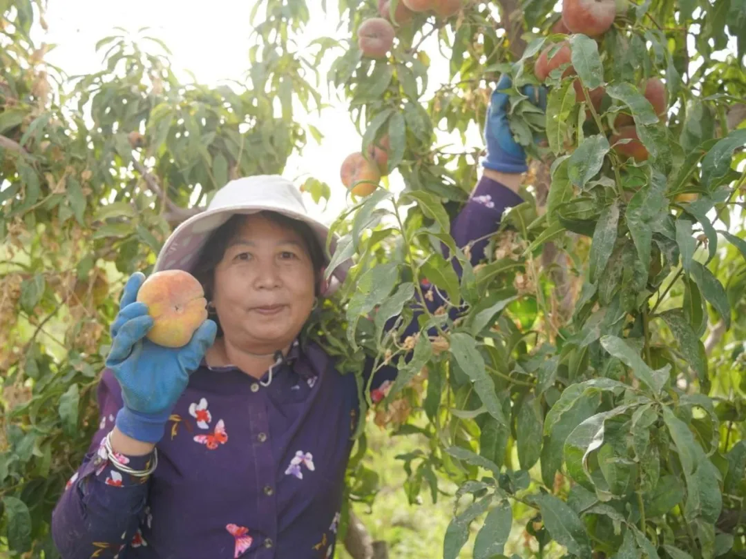策勒：生态循环种养赋能 沙海蟠桃喜获三茬丰收