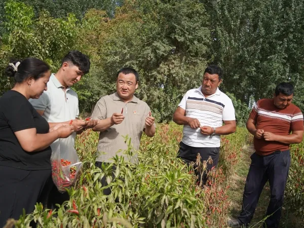 策勒县：红辣椒迎来丰收季 特色种植稳增收